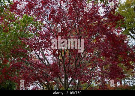 Acer palmatum Oshio beni zeigt rote Blätter im Herbst. Stockfoto