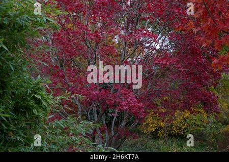 Acer palmatum Oshio beni zeigt rote Blätter im Herbst. Stockfoto