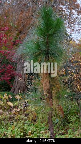 Nahaufnahme von Pinus palustris im Garten. Stockfoto