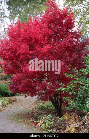 Kräftige rote Farben der Blätter des Acer palmatum Skeeters Broom im Herbst. Stockfoto