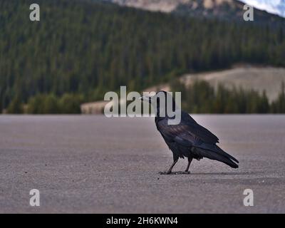 Nahaufnahme eines Rabenvogels (Corvus corax) mit schwarzem Gefieder, der auf dem gepflasterten Boden des Parkplatzes am Icefields Parkway, Kanada, sitzt. Stockfoto