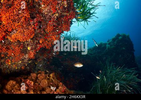 Unterwasseransicht der Falschkoralle (Myriapora truncata) und Neptun Seegraswiese im Naturpark Ses Salines (Formentera, Mittelmeer, Spanien) Stockfoto