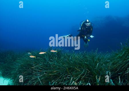 Unterwasseransicht einer weiblichen Taucherin unter der Neptun-Seegraswiese (Posidonia oceanica) im Naturpark Ses Salines (Mittelmeer, Spanien) Stockfoto