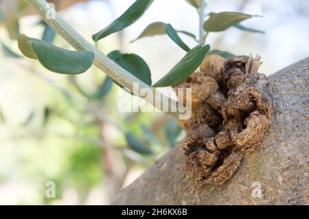 Nahaufnahme von Beulen am infizierten Olivenbaumbaum, durch den Erreger Pseudomonas savastanoi verursachte Olivenknoten-Krankheit, Olea Europea im dalmatinischen Raum, Stockfoto