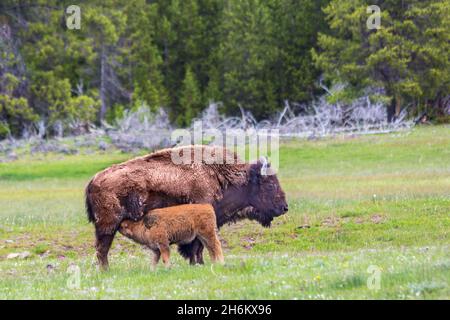 Ein Baby Bisons, das Milch von seiner Mutter in einem grünen Feld im Yellowsone National Park, Wyoming, saugt Stockfoto