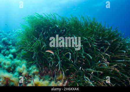 Unterwasserszene einer Neptun-Seegraswiese (Posidonia oceanica) im Naturpark Ses Salines (Formentera, Balearen, Mittelmeer, Spanien) Stockfoto