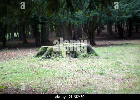 Baumstumpf neben dem Pfad im Studley Royal Park, Fountains Abbey, Aldfield, in der Nähe von Ripon, North Yorkshire, England Stockfoto