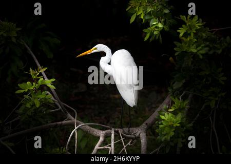 Ein großer Weißer Reiher, eingerahmt von den Zweigen eines Baumes, schafft ein wunderschönes Porträt. Stockfoto