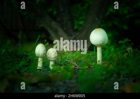 Eine Gruppe Lepista Pilze wächst auf einem grasbewachsenen Feld in Süd-Florida. Diese Pilze wachsen oft in Höfen, vor allem im Frühjahr. Stockfoto