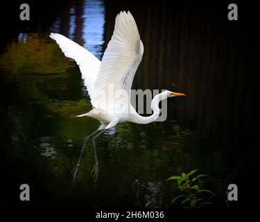 Ein großer Weißer Reiher fliegt über einen kleinen Bach in Fort Lauderdale, FL. Stockfoto