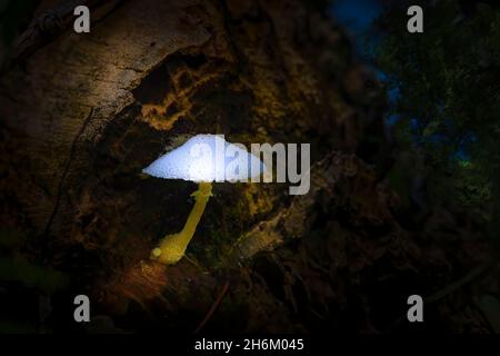Ein Agaricaceae-Pilz, der auf einem umgestürzten Baumstamm wächst, scheint in den Everglades in Florida von innen zu leuchten. Stockfoto