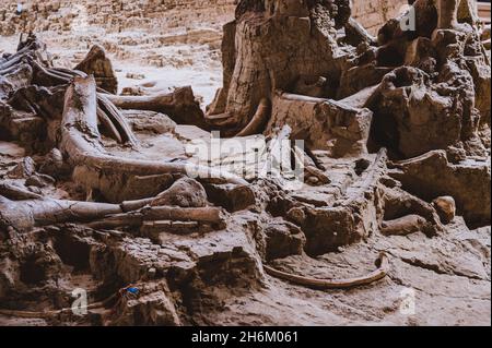 Hot Springs, South Dakota -10.2021: Knochen, die auf dem Mammoth Dig-Gelände ausgegraben wurden, verursacht durch ein eingestürztes Sinkloch Stockfoto