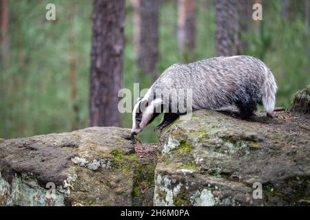 Der Dachs läuft im Wald auf der Suche nach Nahrung. Stockfoto