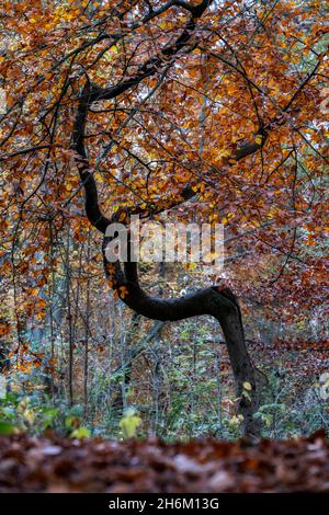 Ein gebogener und verdrehter Buchenbaum in einer Herbstfärbung in einem Wald in Worcestershire, England. Stockfoto