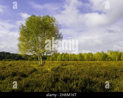 EINFARBIGE SILBERBIRKE IM PARK Stockfoto