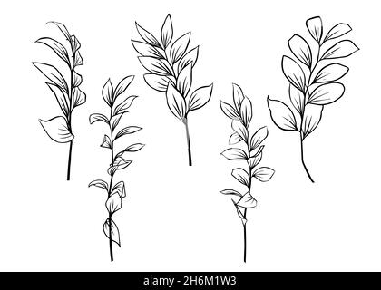 Umrisse von Ruscus-Blättern. Ein Satz von vektorisolierten Cliparts. Minimales monochromes, handgezeichnetes botanisches Design. Stock Vektor