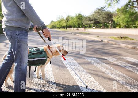 Blinder älterer Mann mit Blindenhund überquert Straße in der Stadt Stockfoto