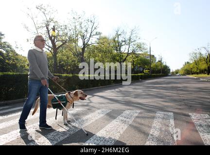 Blinder älterer Mann mit Blindenhund überquert Straße in der Stadt Stockfoto