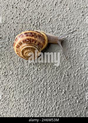 Schnecke, die an der Wand läuft Stockfoto