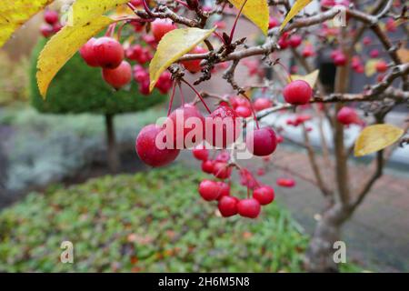 Mini-Zierapfelbaum. Die Äpfel haben die Größe von Kirschen und der Baum ist kleiner als 2 Meter. Ein Krabbenapfel. Stockfoto