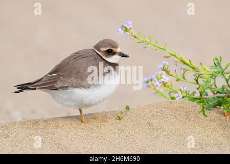 Ringelpfeifer (Charadrius hiaticula), Seitenansicht eines Jugendlichen in der Nähe einer Meeresrakete (Cakile maritima), Kampanien, Italien Stockfoto