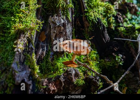 Kleiner Pilz auf einem moosbedeckten Baumstumpf Stockfoto