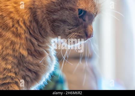 Nahaufnahme des Seitenprofils einer Ingwerkatze im Innenbereich bei weichem natürlichem Licht mit flachem Fokus und ruhiger Stimmung Stockfoto