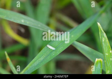 Maisblättertrichter (Zyginidia scutellaris) Schädling der Maisernte. Insekt auf Wintergetreide. Stockfoto