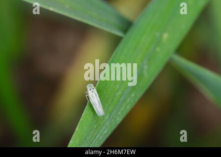 Maisblättertrichter (Zyginidia scutellaris) Schädling der Maisernte. Insekt auf Wintergetreide. Stockfoto