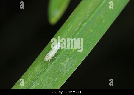 Maisblättertrichter (Zyginidia scutellaris) Schädling der Maisernte. Insekt auf Wintergetreide. Stockfoto