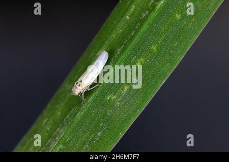 Maisblättertrichter (Zyginidia scutellaris) Schädling der Maisernte. Insekt auf Wintergetreide. Stockfoto