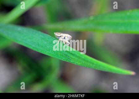 Leafhopper Psammotettix alienus auf Wintergetreide. Ist ein häufiger Schädling von Getreidepflanzen im Herbst in Europa und ein Vektor-WDV. Stockfoto