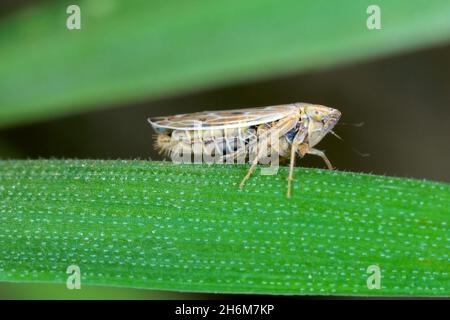 Leafhopper Psammotettix alienus auf Wintergetreide. Ist ein häufiger Schädling von Getreidepflanzen im Herbst in Europa und ein Vektor-WDV. Stockfoto