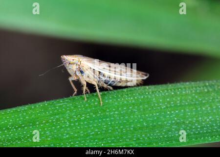 Leafhopper Psammotettix alienus auf Wintergetreide. Ist ein häufiger Schädling von Getreidepflanzen im Herbst in Europa und ein Vektor-WDV. Stockfoto