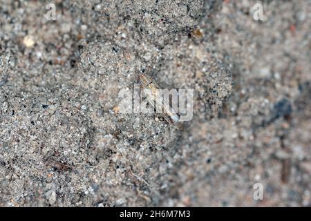Leafhopper Psammotettix alienus auf Wintergetreide. Ist ein häufiger Schädling von Getreidepflanzen im Herbst in Europa und ein Vektor-WDV. Stockfoto