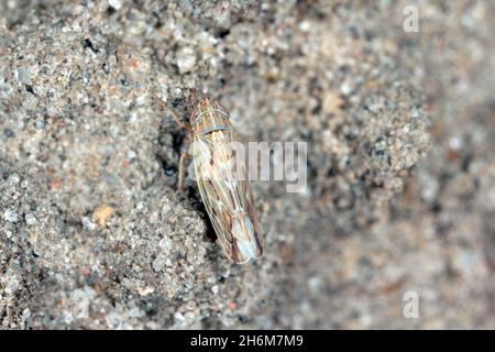Leafhopper Psammotettix alienus auf Wintergetreide. Ist ein häufiger Schädling von Getreidepflanzen im Herbst in Europa und ein Vektor-WDV. Stockfoto