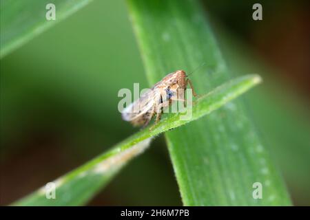 Leafhopper Psammotettix alienus auf Wintergetreide. Ist ein häufiger Schädling von Getreidepflanzen im Herbst in Europa und ein Vektor-WDV. Stockfoto