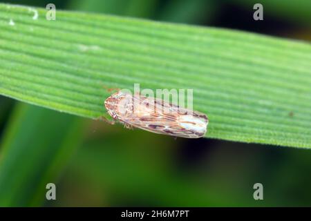 Leafhopper Psammotettix alienus auf Wintergetreide. Ist ein häufiger Schädling von Getreidepflanzen im Herbst in Europa und ein Vektor-WDV. Stockfoto