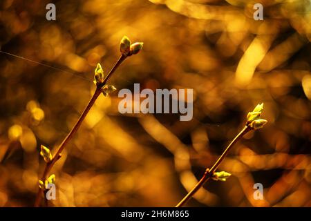 Nahaufnahme der im Frühjahr wachsenden Pflanzenknospen Stockfoto