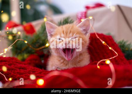 Ingwer Kätzchen schlafen mit Weihnachtsbeleuchtung auf rot. Orange rote Katze glückliche Träume. Urlaub und Entspannung Stockfoto