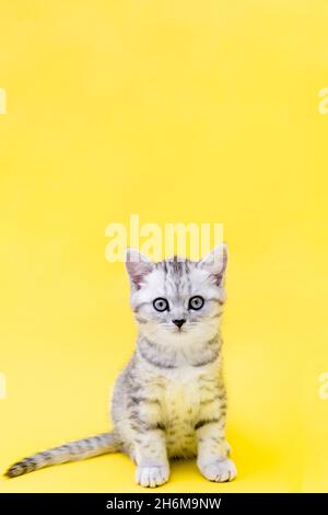 Portrait niedlichen kleinen lustig gestreiften schottischen Falte grau Kitten Katze sitzt auf gelben Studio-Hintergrund. Copyspace für Text. Vertikal Stockfoto