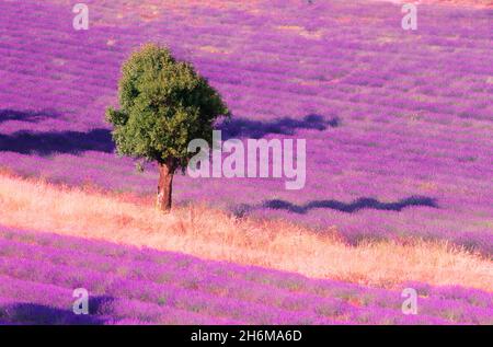 Baum in einem Lavendelfeld Senanque, Provence, Frankreich Stockfoto