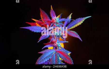 Cannabis mit bunten, lebendigen Blättern. Marihuana bunte Pflanze auf schwarzem Hintergrund. Exotisches tropisches purpurnes Marihuana mit lebendigen Blättern. Wunderschön Stockfoto