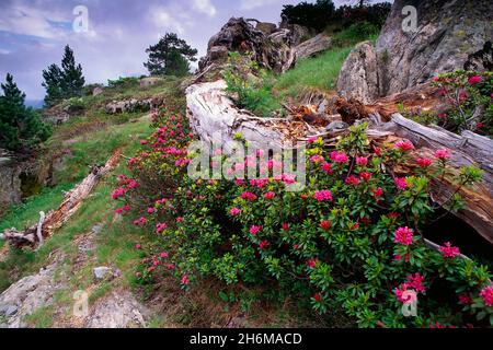 Rhododendren on Mountain Side, Naturschutzgebiet Neouvielle, Hautes-Pyrenees, Frankreich Stockfoto