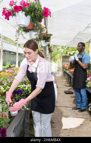 Weibliche Arbeiterin, die Blumen im Gewächshaus überprüft Stockfoto