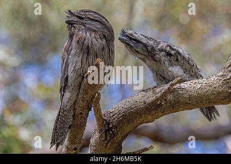 Tawny Frogmouth ruht am Tag auf toten Ast Stockfoto