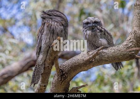 Tawny Frogmouth ruht am Tag auf toten Ast Stockfoto