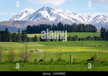 Grüne Felder und Ackerland vor schneebedeckten Bergen, in der Nähe von Duntroon, South Canterbury, South Island, Neuseeland Stockfoto