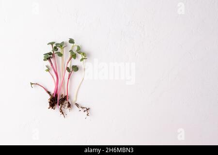 Frisches, mikrogrünes Gemüse auf weißem Hintergrund, Rettichsprossen für eine gesunde Ernährung, Platz zum Kopieren. Stockfoto