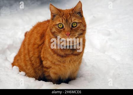 Ginger Katze im Freien im Schnee in Co. Meath Irland Stockfoto